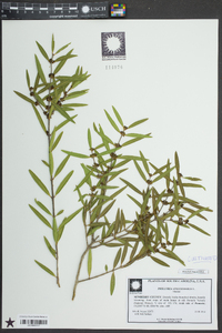 Phillyrea angustifolia image