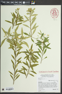 Phillyrea angustifolia image