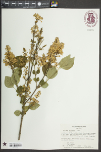 Syringa pubescens image