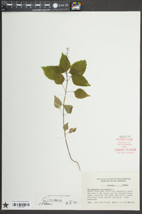 Circaea canadensis image