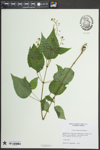 Circaea canadensis image