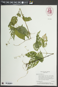 Circaea canadensis image