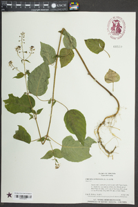 Circaea canadensis image