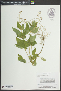 Circaea canadensis image