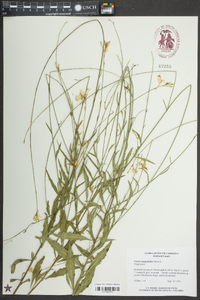 Oenothera simulans image