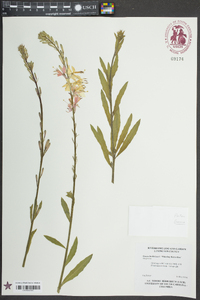 Oenothera lindheimeri image