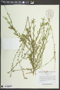 Oenothera simulans image