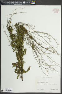 Oenothera simulans image