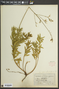 Oenothera sinuosa image