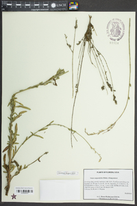 Oenothera simulans image