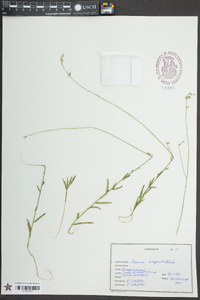 Oenothera simulans image