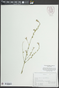 Oenothera simulans image