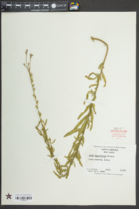 Oenothera simulans image