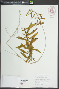 Oenothera filipes image