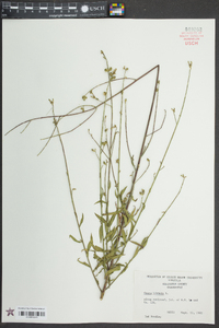 Oenothera gaura image