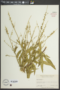 Oenothera gaura image