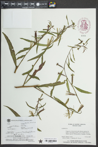 Ludwigia octovalvis image