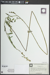 Ludwigia alata image