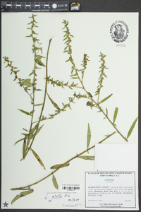 Ludwigia alata image