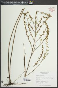 Ludwigia alata image