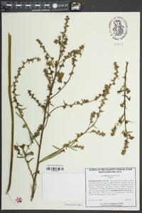 Ludwigia alata image