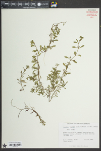 Ludwigia brevipes image