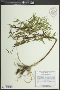 Ludwigia decurrens image