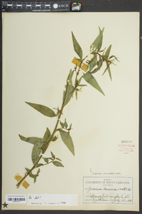 Ludwigia decurrens image