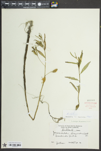 Ludwigia decurrens image