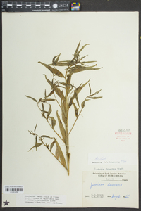 Ludwigia decurrens image