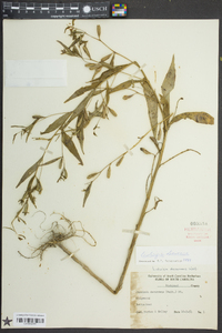 Ludwigia decurrens image