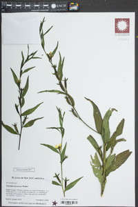 Ludwigia decurrens image