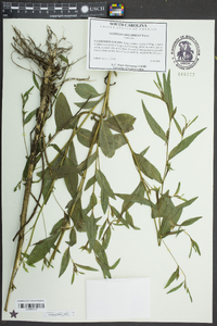 Ludwigia decurrens image