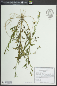 Ludwigia decurrens image