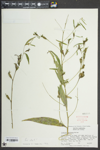 Ludwigia decurrens image