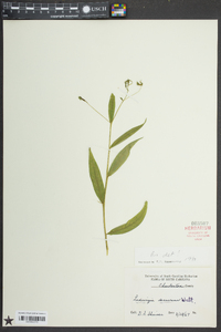 Ludwigia decurrens image