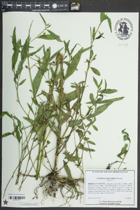 Ludwigia decurrens image