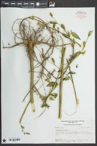 Ludwigia decurrens image