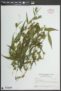 Ludwigia decurrens image