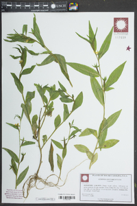 Ludwigia decurrens image