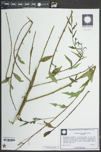 Ludwigia decurrens image