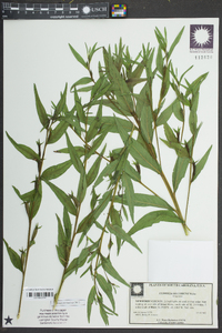 Ludwigia decurrens image