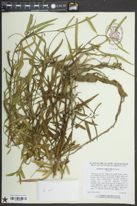 Ludwigia decurrens image