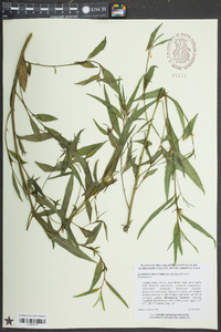 Ludwigia decurrens image