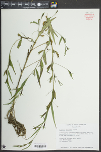 Ludwigia decurrens image