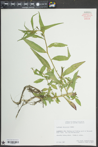 Ludwigia decurrens image