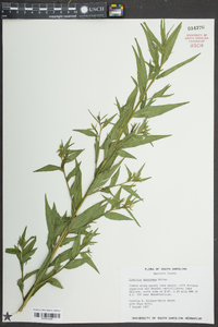 Ludwigia decurrens image