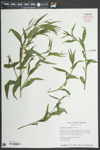 Ludwigia decurrens image