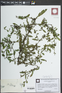 Ludwigia glandulosa image