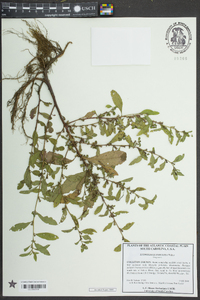 Ludwigia glandulosa image